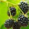 Cascade Trailing Blackberry -Alpha shutterstock 150412592 1