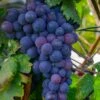 Campbell's Early Grape -Alpha shutterstock 1524501632 1