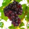 Reliance Grape -Alpha shutterstock 1591732633 1