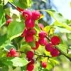 Dolgo Crabapple -Alpha shutterstock 1664375074 1