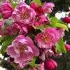 Pink Cloud Crabapple -Alpha shutterstock 1689034981 1