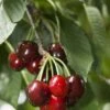 Carmine Jewel Cherry -Alpha shutterstock 34094560 1