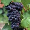 Pinot Noir #374 Grape -Alpha shutterstock 37195030 1