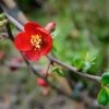 Crimson And Gold Flowering Quince -Alpha shutterstock 49849171 1