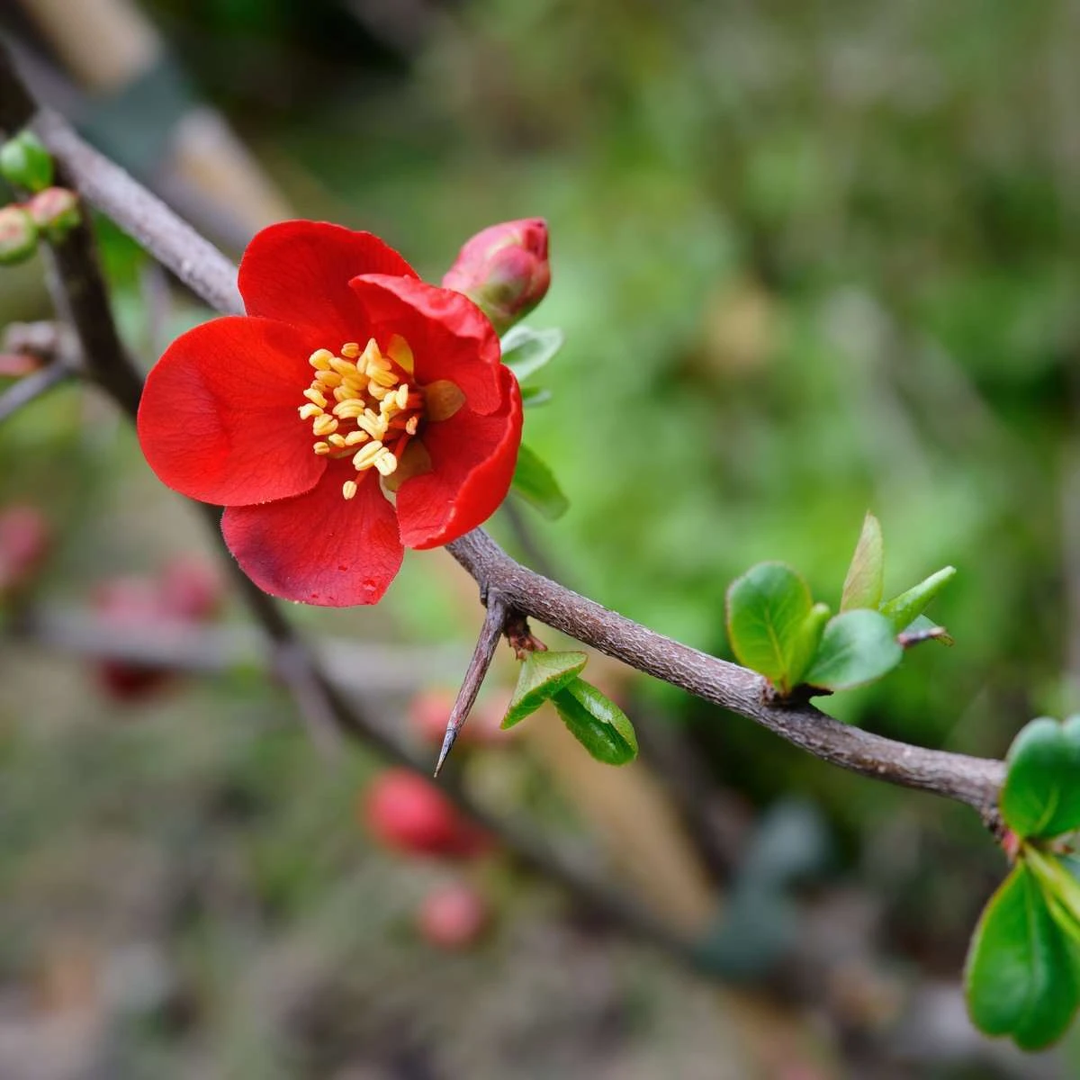 Crimson And Gold Flowering Quince 3 Crimson And Gold Flowering Quince