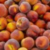Contender Peach -Alpha shutterstock 592176266 355a588d 42e8 4048 915e 40e388c01a97 1