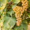 Sauvignon Blanc Grape -Alpha shutterstock 609197756 1