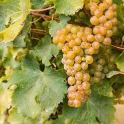 Sauvignon Blanc Grape