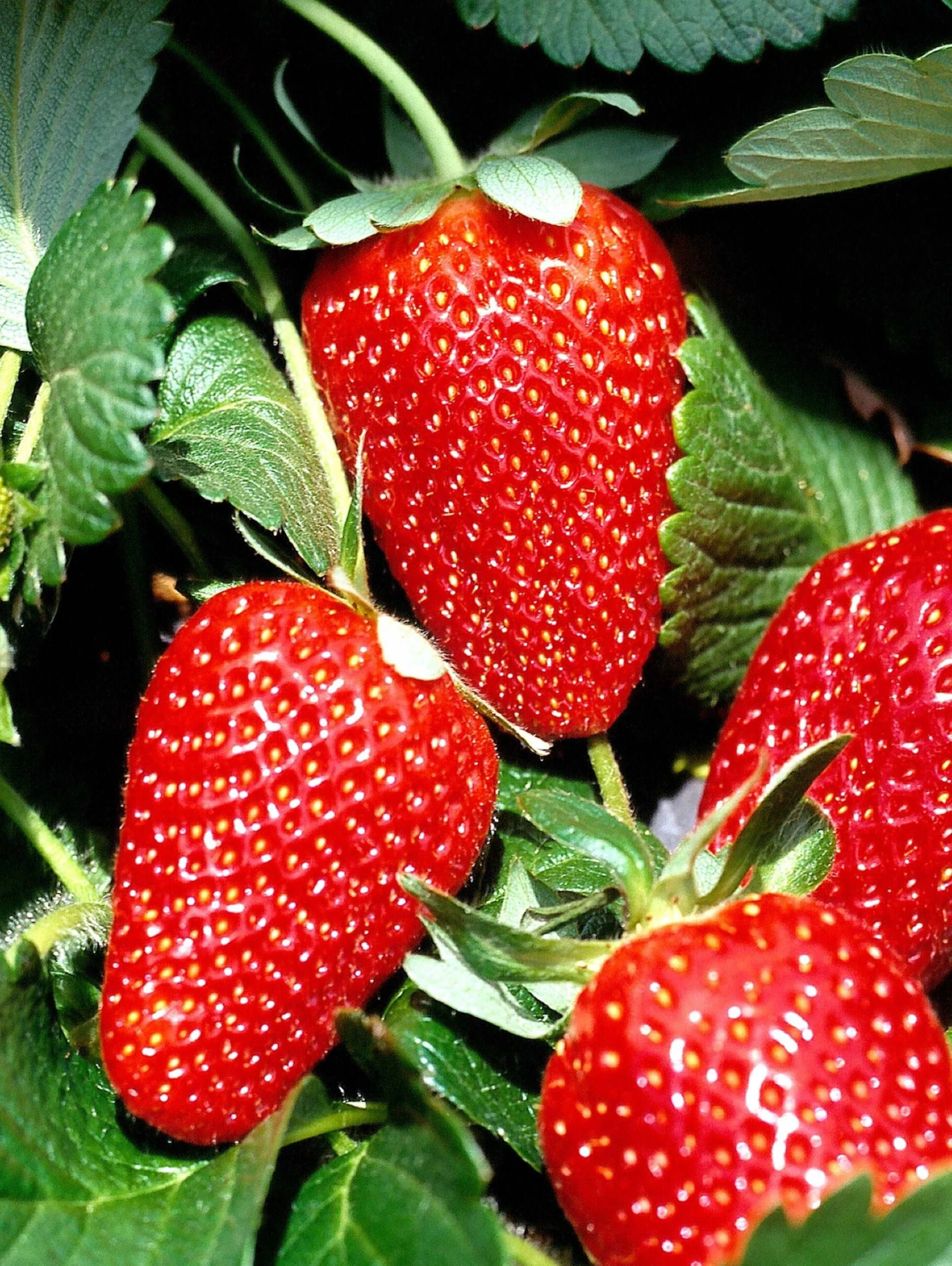 San Andreas Strawberry 3 San Andreas Strawberry