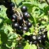 Belaruskaja Black Currant -Alpha shutterstock 738221188 1