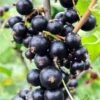 Risager Black Currant -Alpha shutterstock 75304882 1