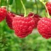 Boyne Raspberry Bundle (5 Plants) -Alpha shutterstock 76606609 1 4ddde6ae b89c 449a 881f 46a79195dac0