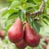 Red Clapps European Pear -Alpha shutterstock 97703081 1