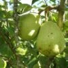 Duchesse D'Angouleme European Pear -Alpha shutterstock image 13 1