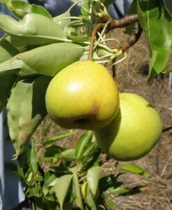Awesome Asian Pear Bundle No. 2