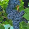 Muscat Of Norway Grape -Alpha shutterstock image 3 1
