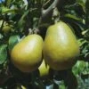 Blake's Pride European Pear -Alpha shutterstock image 9 1