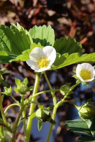 Male Musk Strawberry 3 Male Musk Strawberry
