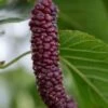 Pakistan Fruiting Mulberry -Alpha shutterstock 1102699931
