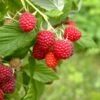 Caroline Raspberry Bundle (5 Plants) -Alpha shutterstock 1128998837 1acf3e08 26d9 4d05 ae3c ca5bcef7f0a3