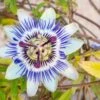 Blue Crown Passionflower 2 Blue Crown Passionflower -Alpha shutterstock 1141041311