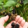 Wild Treasure Thornless Trailing Blackberry -Alpha shutterstock 1165079023 1