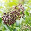 Wyldewood Elderberry 1 Wyldewood Elderberry -Alpha shutterstock 1171907257