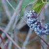 Blue Elderberry -Alpha shutterstock 1189645075