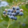 Alpha MINI Blues™ Blueberry -Alpha shutterstock 1192869691