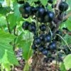 September Black Currant -Alpha shutterstock 1304722648