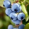 Alpha Burgundy Maine Blueberry -Alpha shutterstock 156414977 1
