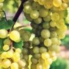 Interlaken Seedless Grape -Alpha shutterstock 228403507