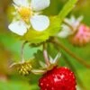 Profumata Musk Strawberry -Alpha shutterstock 31985767