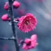 Kanko Bai Flowering Apricot -Alpha shutterstock 36221416