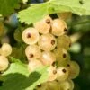Primus White Currant -Alpha shutterstock 400449280