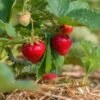 Benton Strawberry -Alpha shutterstock 430640533