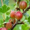 Jahn's Prairie Gooseberry 1 Jahn's Prairie Gooseberry -Alpha shutterstock 466143932