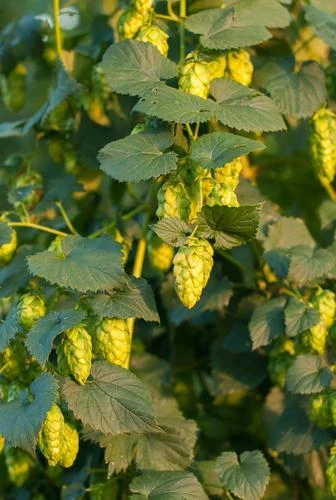 Sterling Hops 3 Sterling Hops