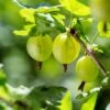 Whitesmith Gooseberry -Alpha shutterstock 554664052