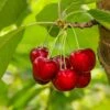Glacier Cherry -Alpha shutterstock 559155565