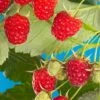Cascade Delight Raspberry Bundle (5 Plants) -Alpha shutterstock 56724127 02deb844 cdbd 4b40 b3bb b6b1eb7b7921