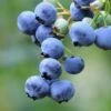 Bushel And Berry® Perpetua® Blueberry 1 Bushel And Berry® Perpetua® Blueberry -Alpha shutterstock 58923367 1