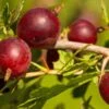 Hinnomaki Red Gooseberry -Alpha shutterstock 619589141 1