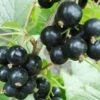 Hilltop Baldwin Black Currant 1 Hilltop Baldwin Black Currant -Alpha shutterstock 692408818