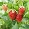 Eversweet Strawberry Bundle (3 Packs) -Alpha shutterstock 79541821 1d8a6bb2 21ef 4e8d 9f7f 3f2f779f59e6