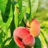 Saturn Peach -Alpha shutterstock 81081247