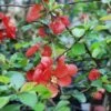 Victory Flowering Quince -Alpha shutterstock image