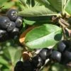 Nero Aronia -Alpha shutterstock image 12 1