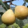 Hendre Huffcapp European Perry Pear 1 Hendre Huffcapp European Perry Pear -Alpha shutterstock image 17