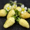 Yellow Alpine Strawberry -Alpha shutterstock image 1 1 1